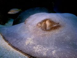 "Must you?" Southern Stingray. I found this creature in o... by Steven Anderson 